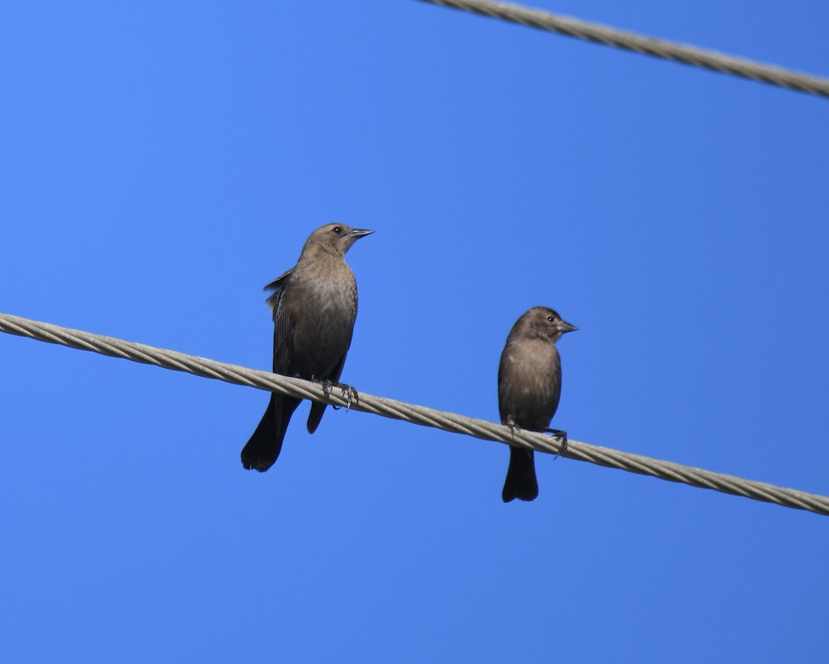 Zanate de Brewer - ML612161132