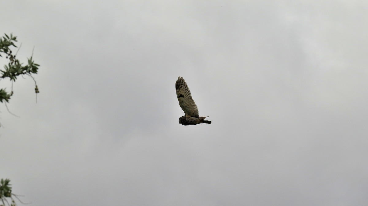 Short-eared Owl - ML612161133