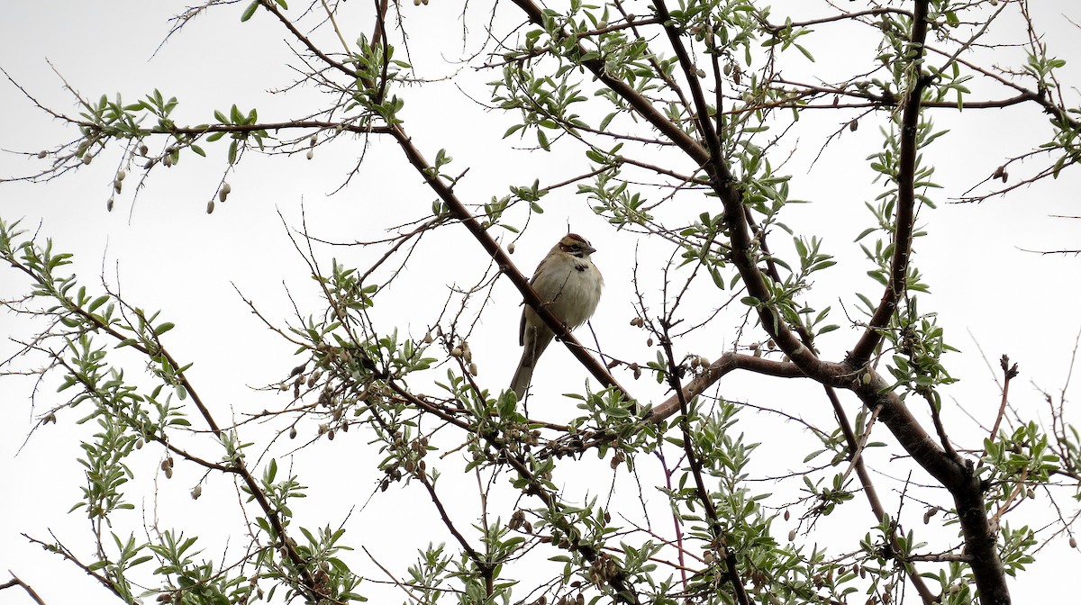 Lark Sparrow - ML612161140