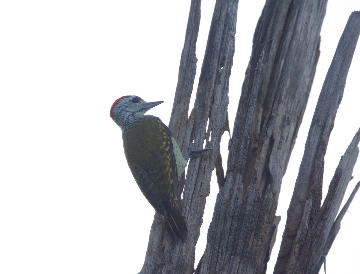 Speckle-breasted Woodpecker - Sue Flecker