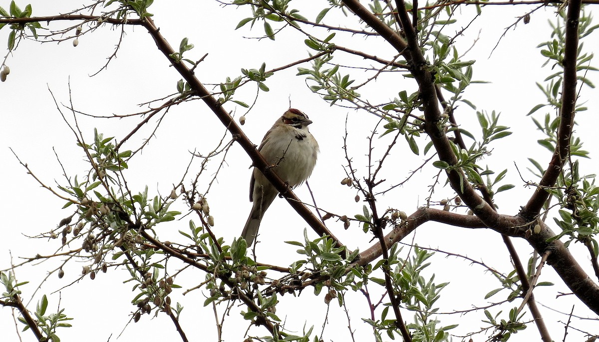 Bruant à joues marron - ML612161151