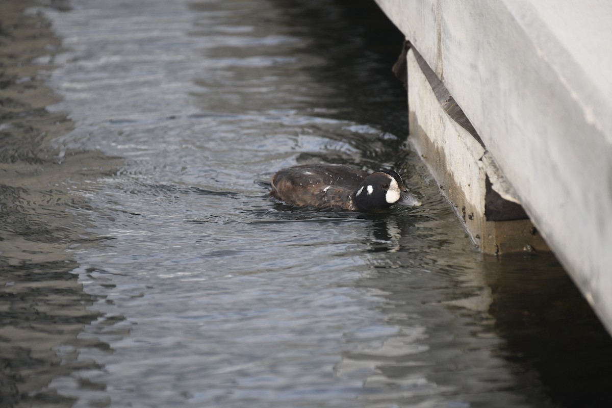 Harlequin Duck - ML612161198
