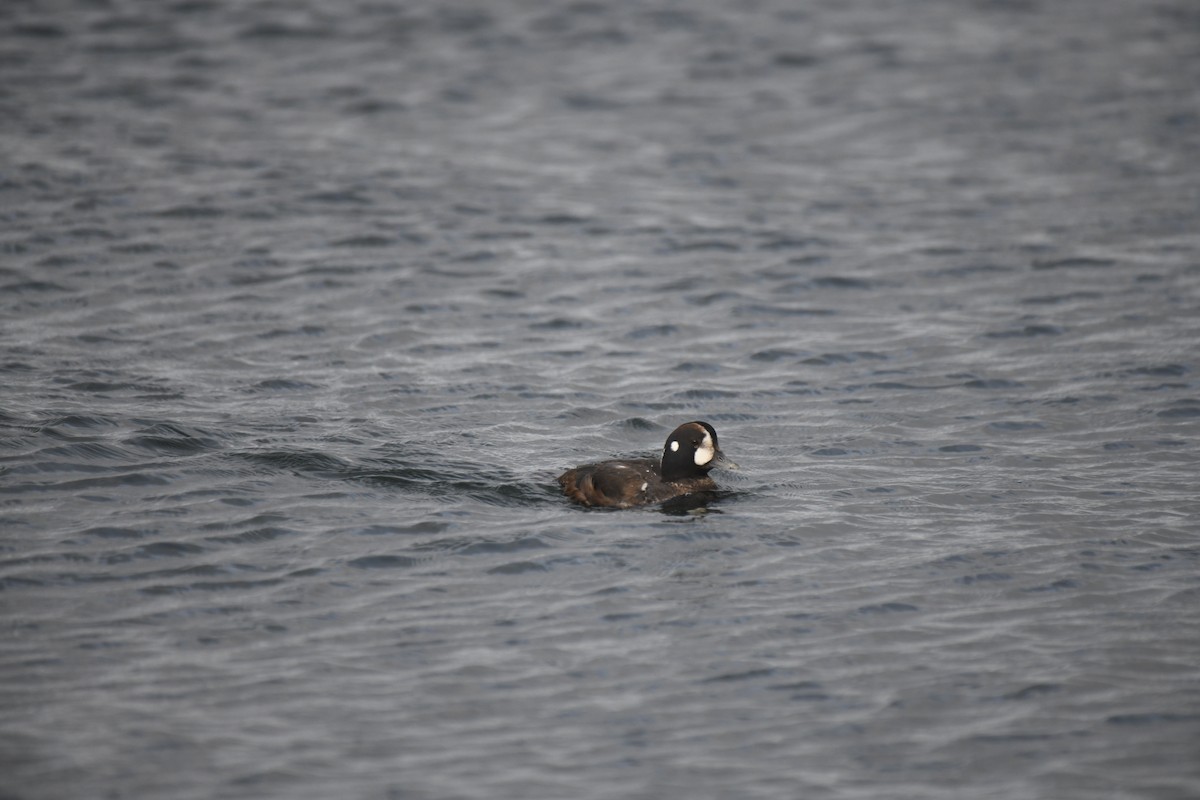 Harlequin Duck - ML612161204