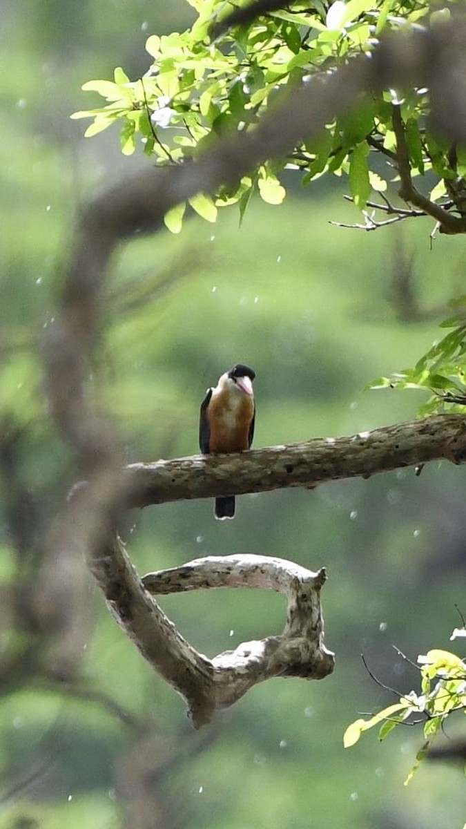 Black-capped Kingfisher - ML612161268
