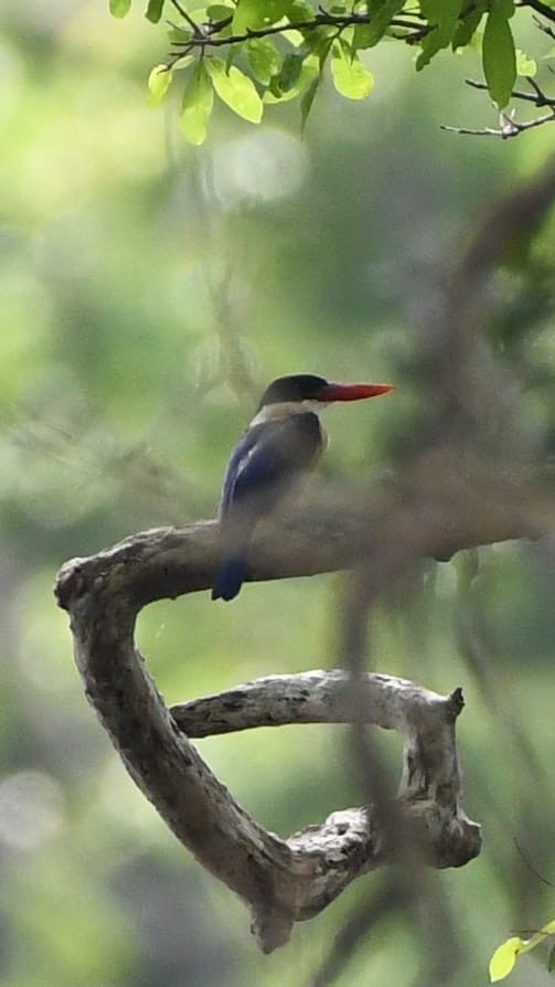 Black-capped Kingfisher - ML612161279