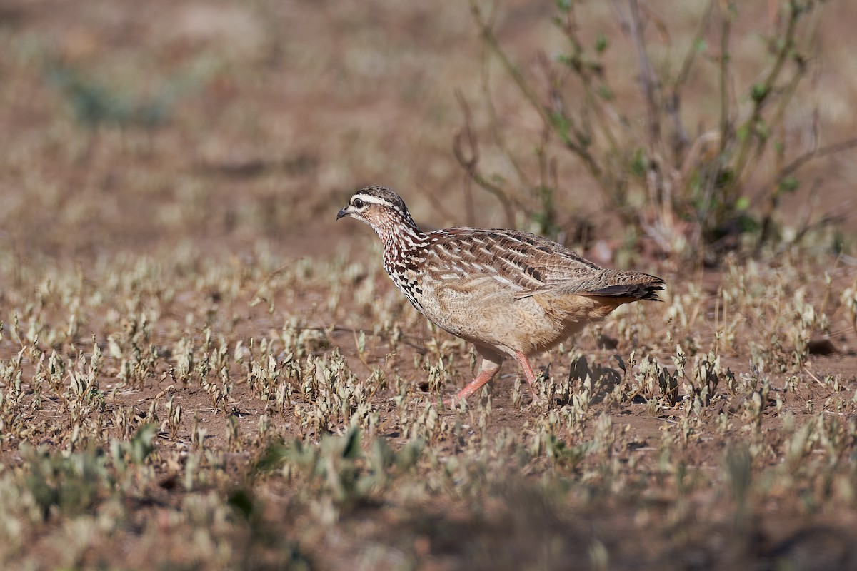 Crested Francolin - ML612161300