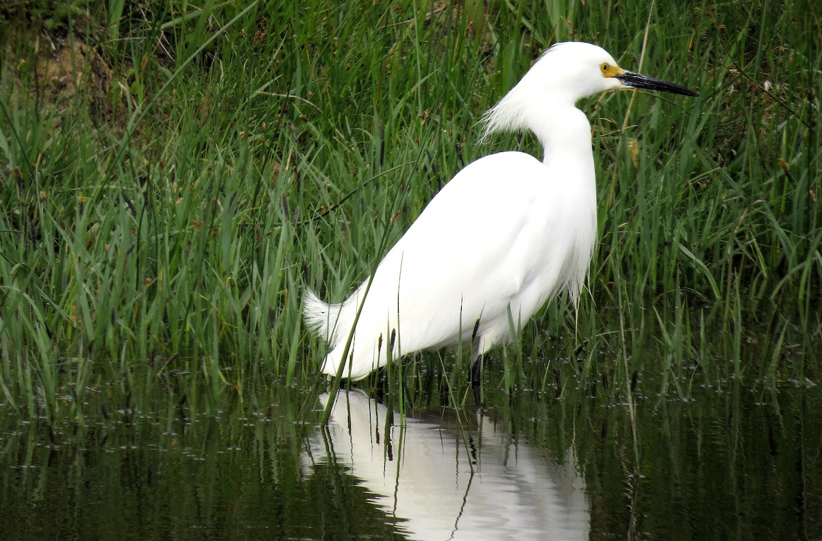 Snowy Egret - ML612161343