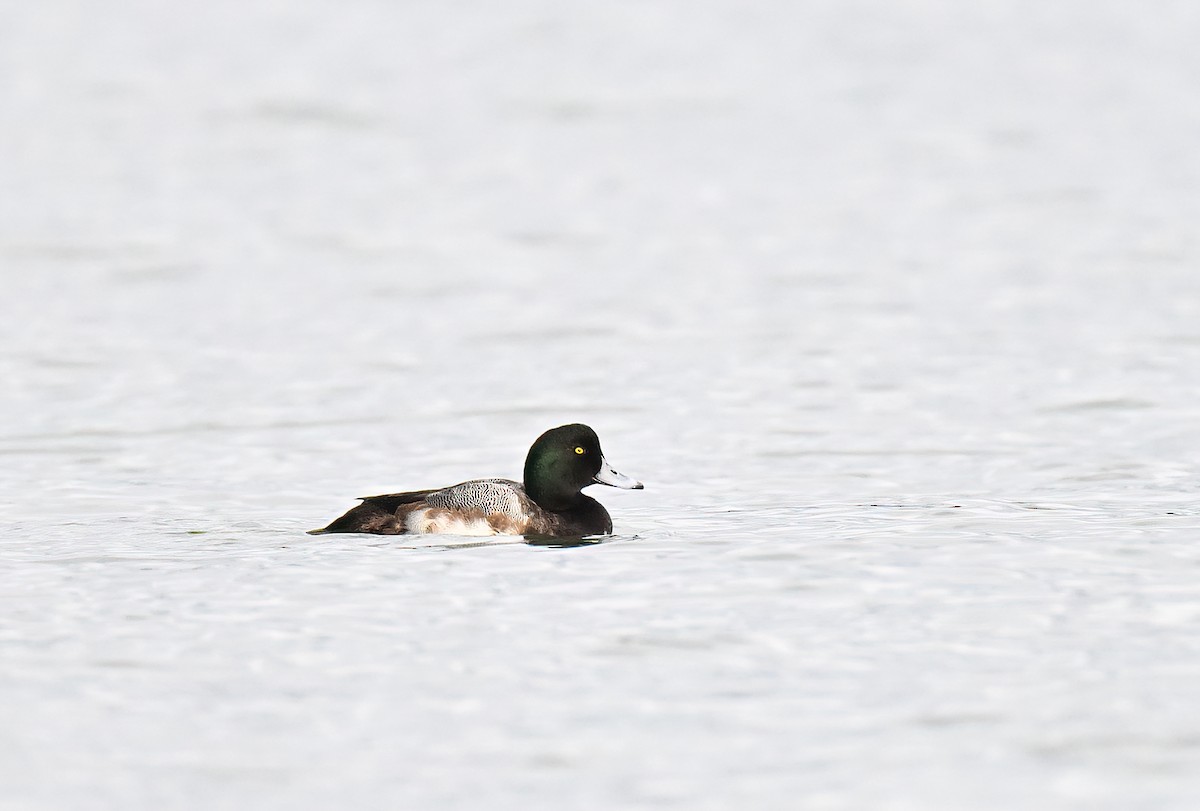 Greater Scaup - Manuel Segura Herrero