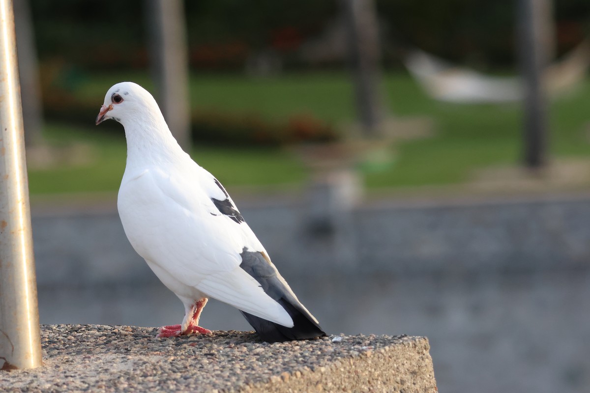 Сизый голубь (Одомашненного типа) - ML612161396