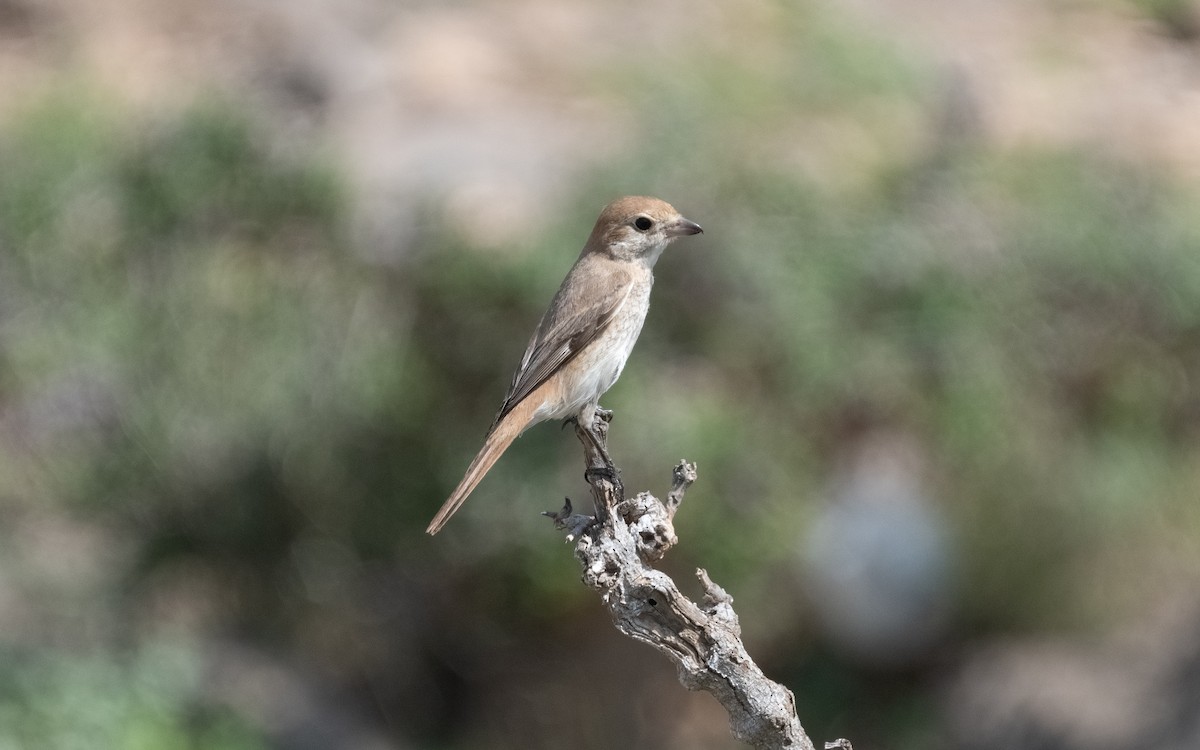 Red-tailed/Isabelline Shrike - Emmanuel Naudot