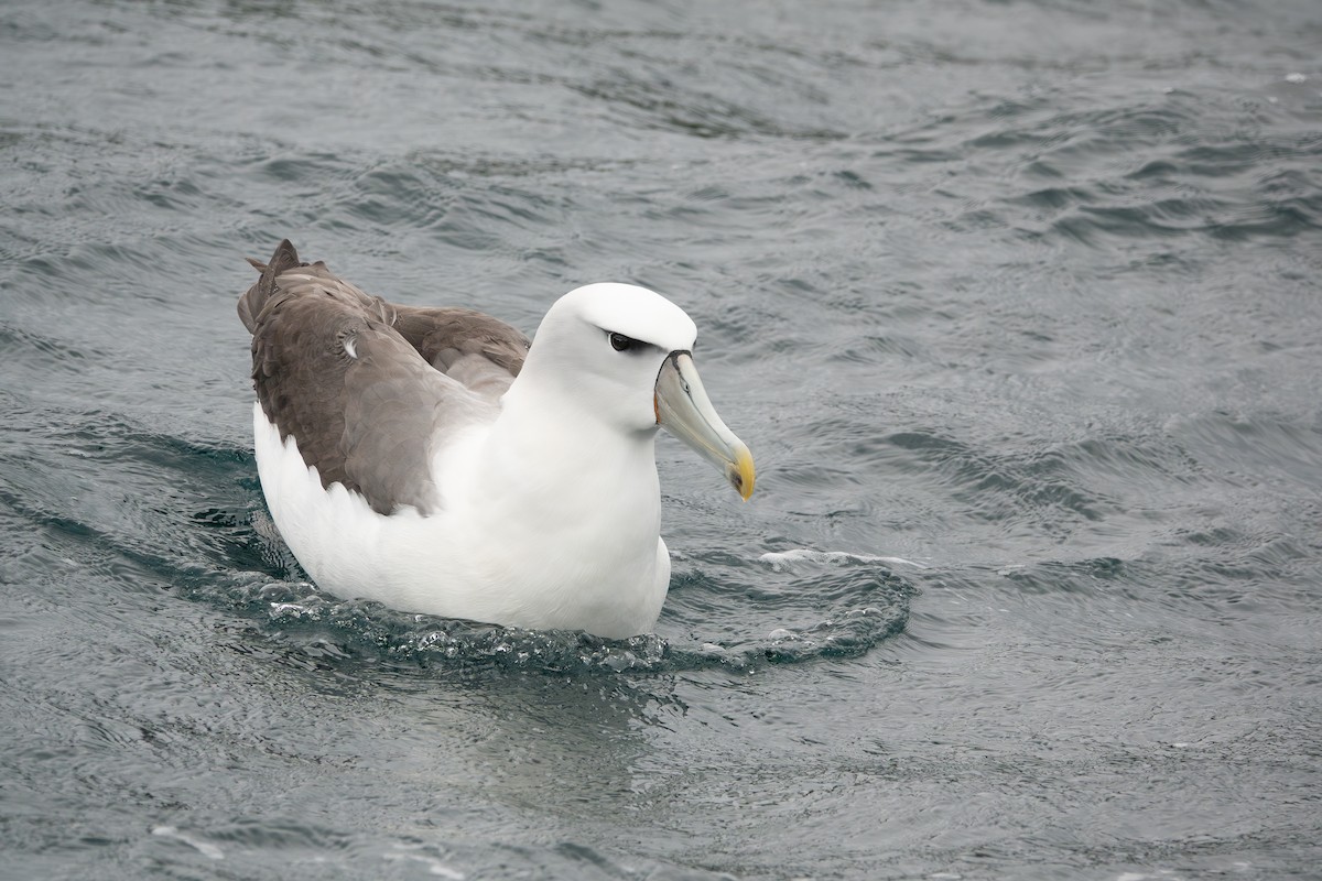 White-capped Albatross - Eamon Riordan-Short