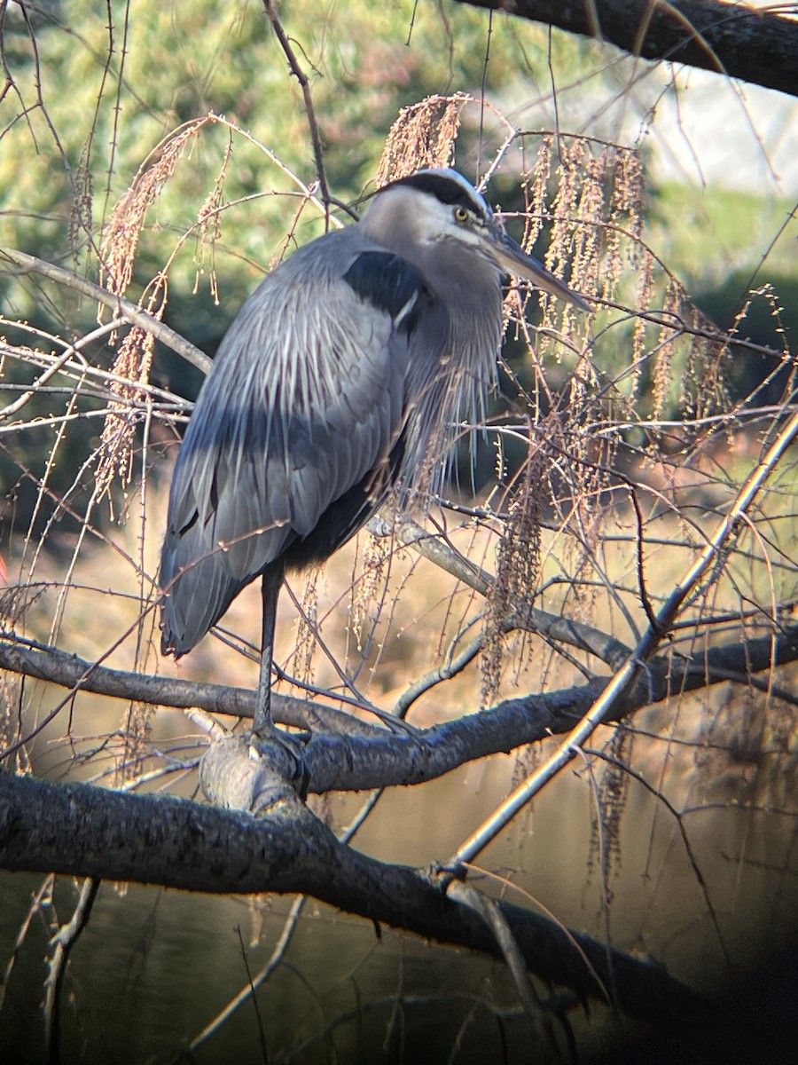 Garza Azulada - ML612161588