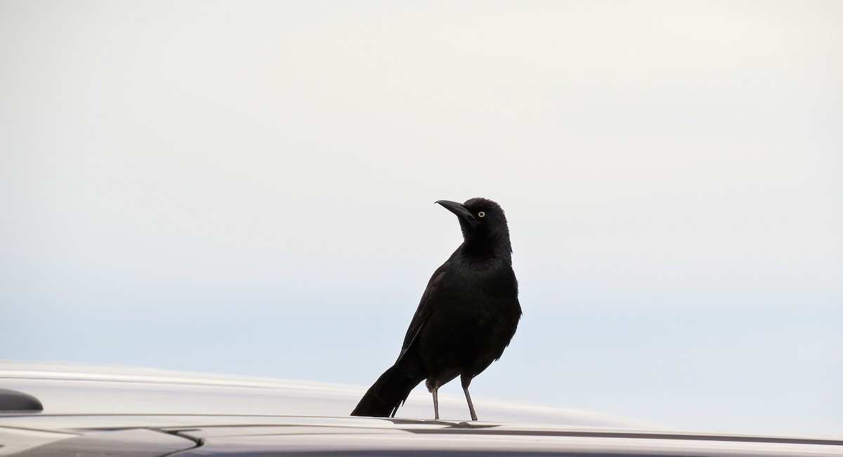 Great-tailed Grackle - Steve Butterworth