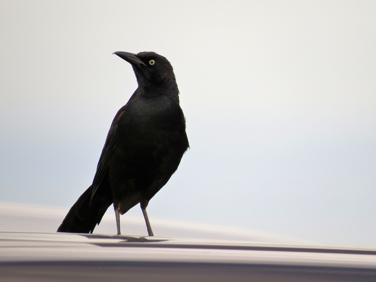 Great-tailed Grackle - Steve Butterworth