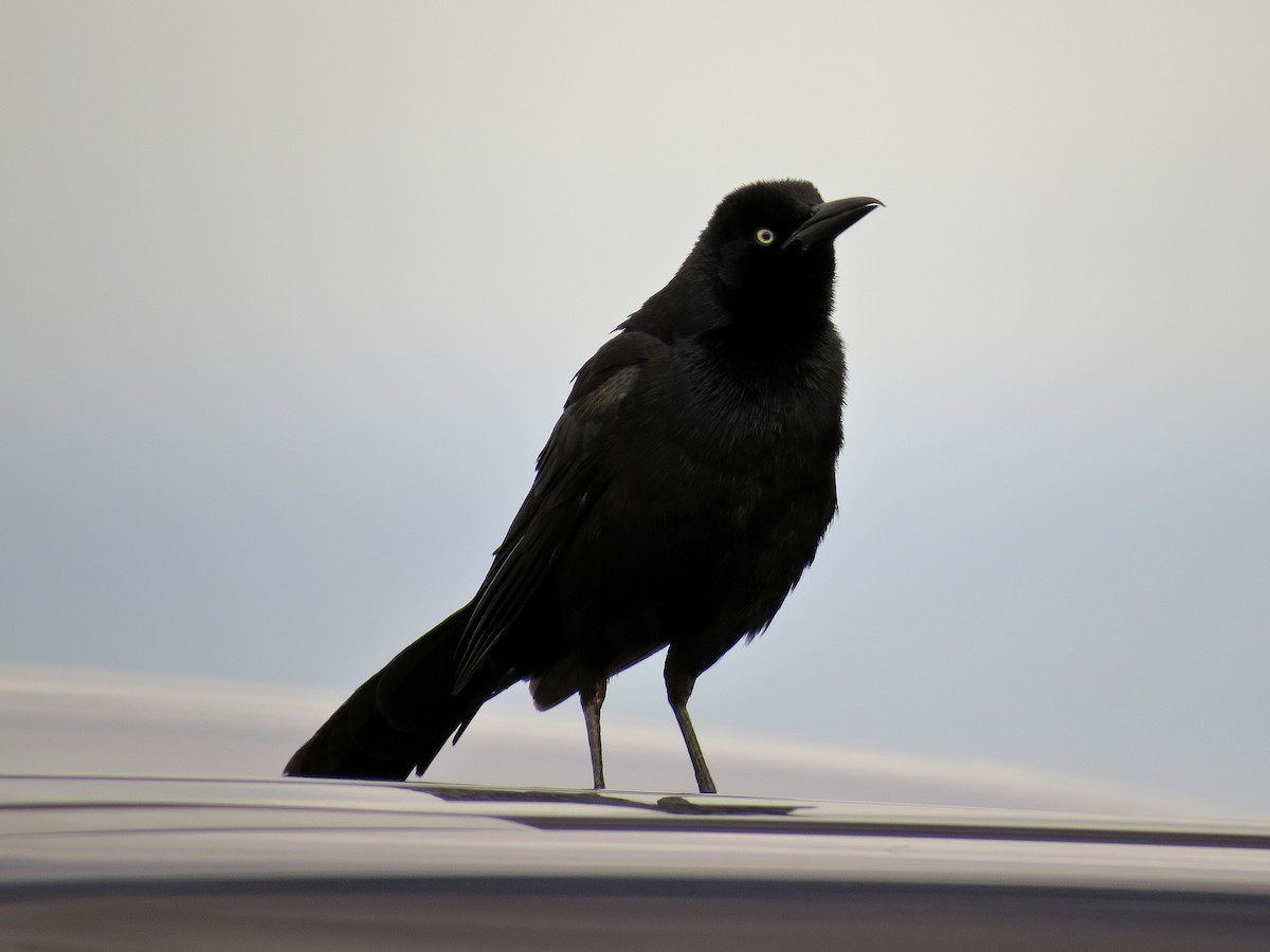 Great-tailed Grackle - ML612161673