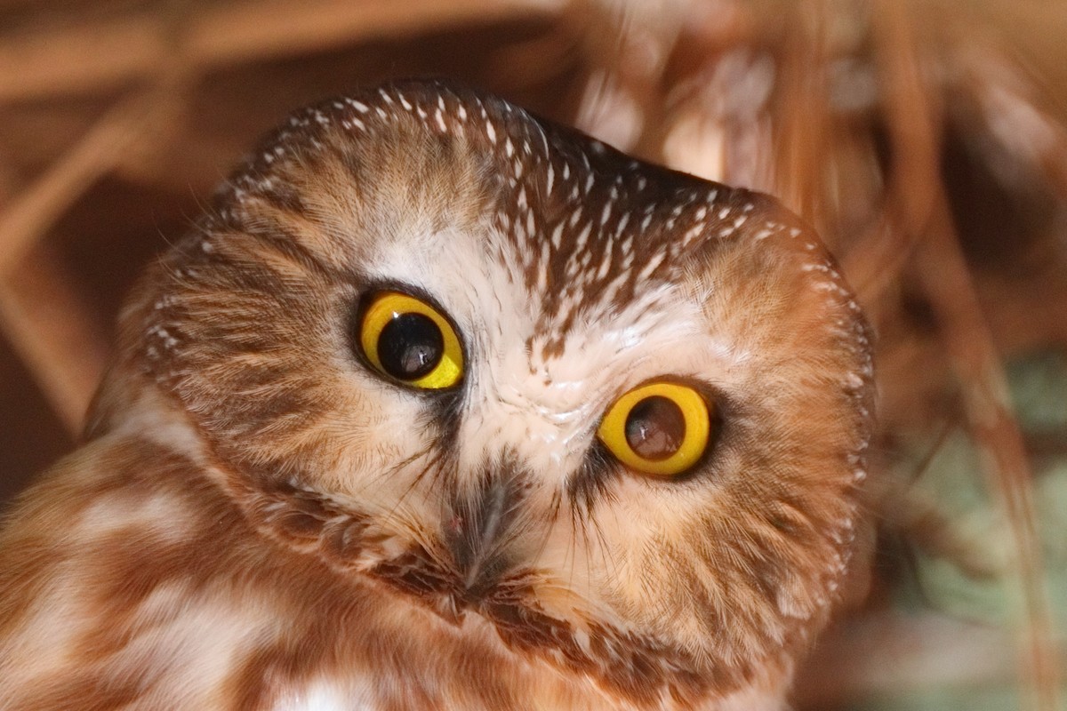 Northern Saw-whet Owl - ML612161725