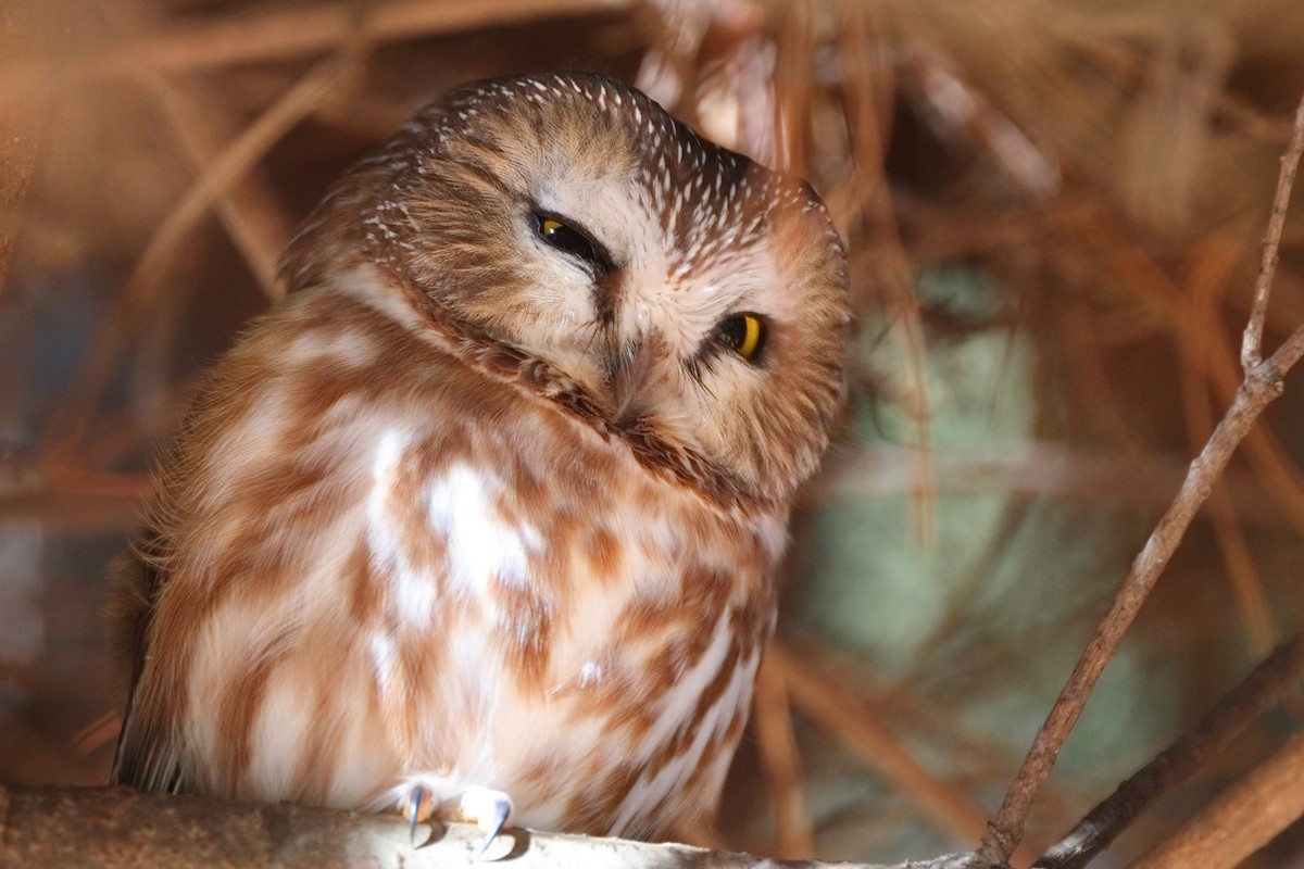 Northern Saw-whet Owl - ML612161726