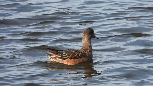 American Wigeon - ML612161808