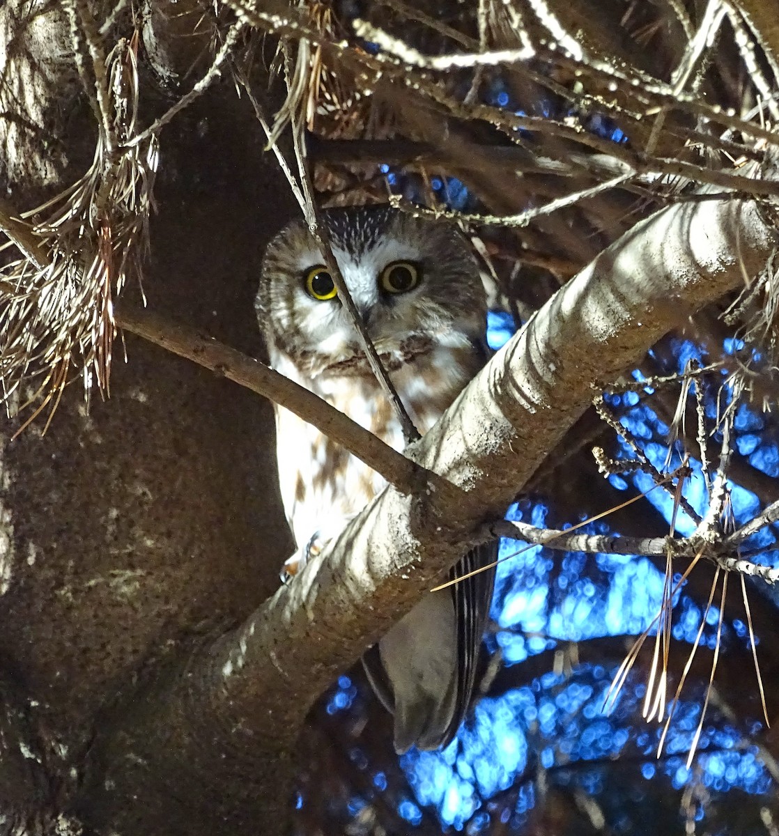 Northern Saw-whet Owl - ML612161855