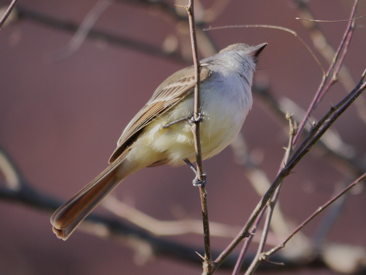 Nutting's Flycatcher - ML612161928