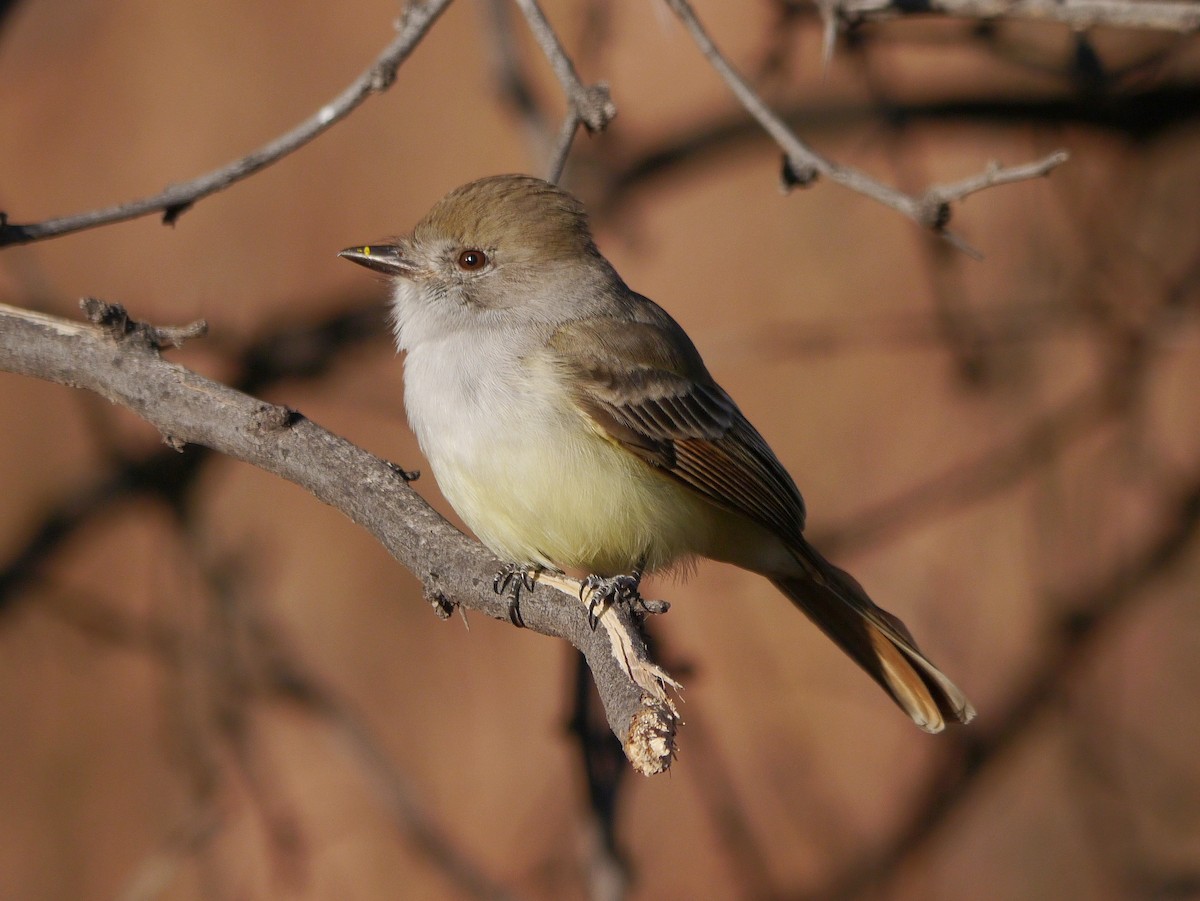 Nutting's Flycatcher - ML612161929