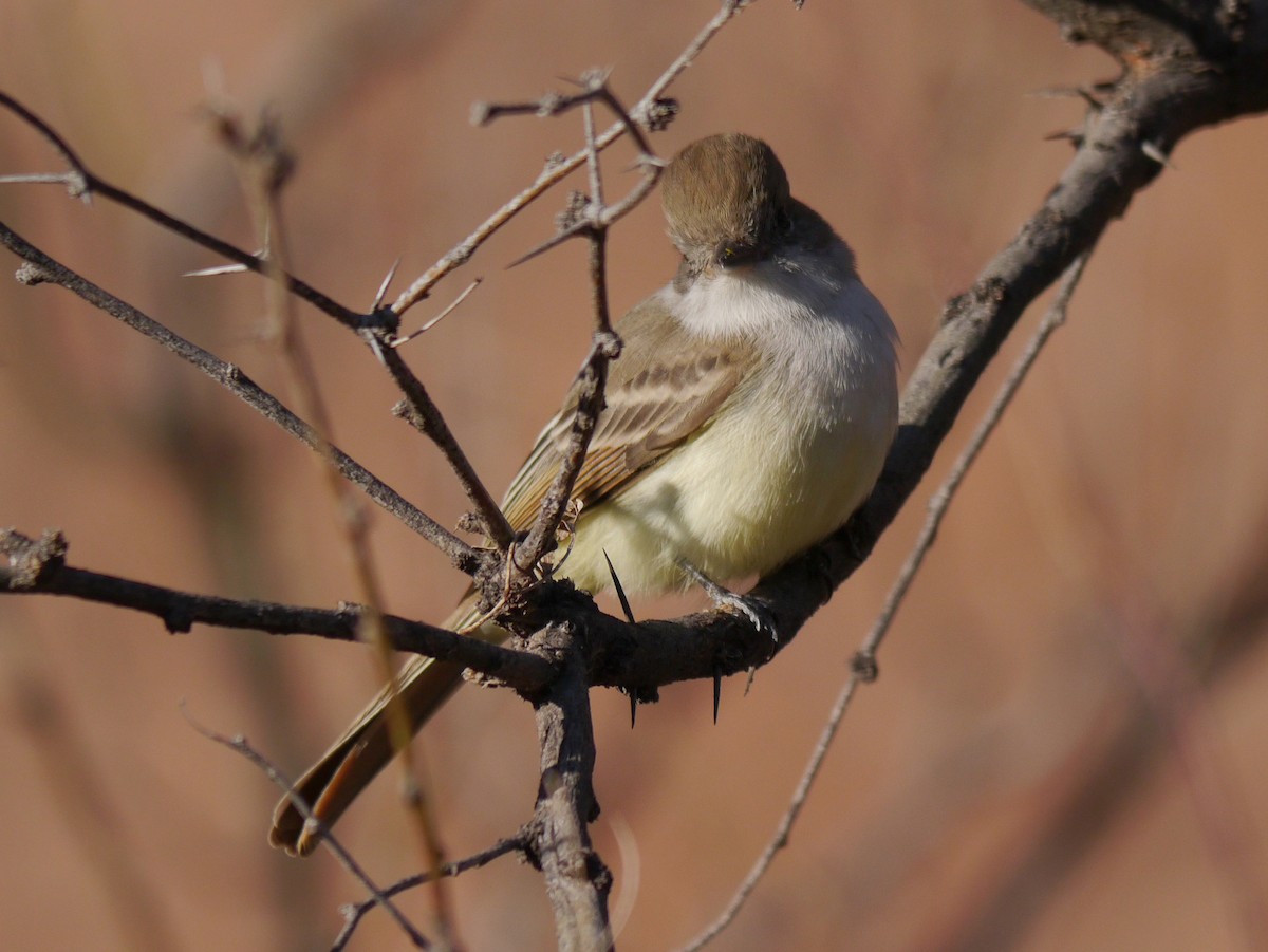 Nutting's Flycatcher - ML612161931