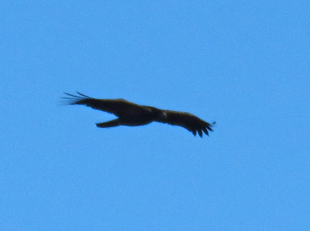 Bald Eagle - ML612162006