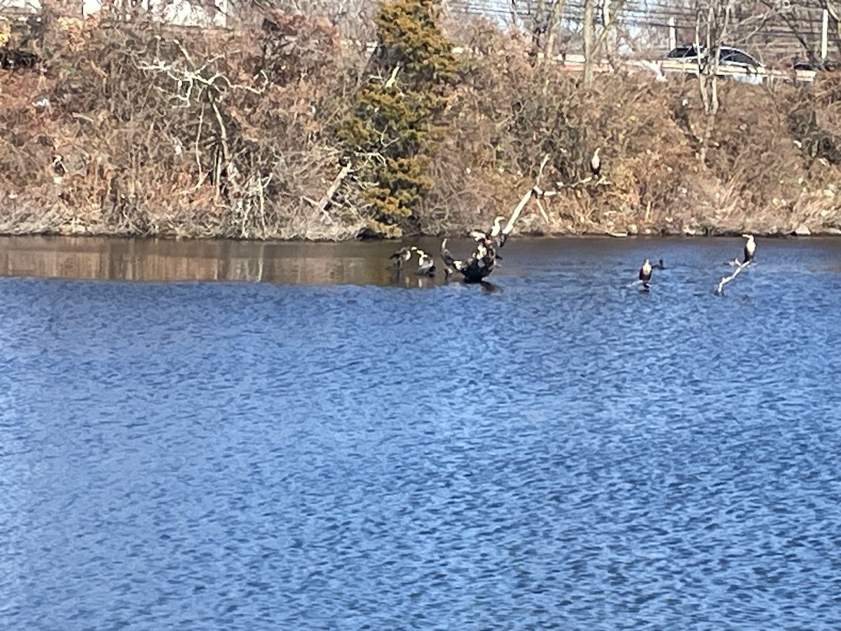 Double-crested Cormorant - ML612162012