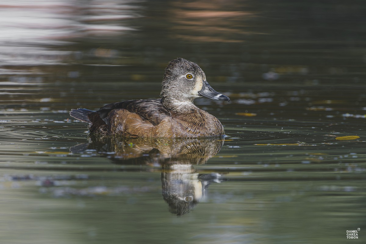 Ring-necked Duck - ML612162021