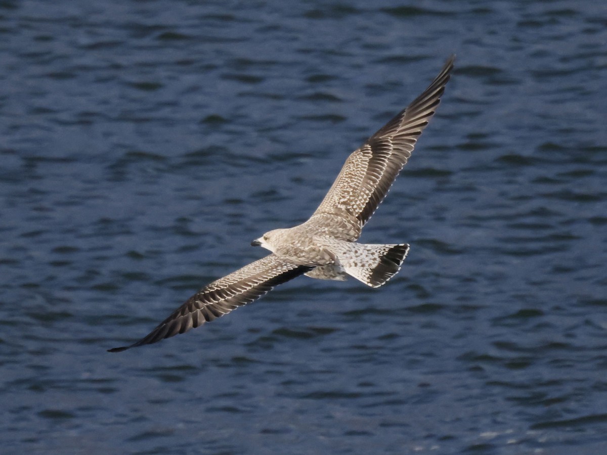 Lesser Black-backed Gull - Scott Ray