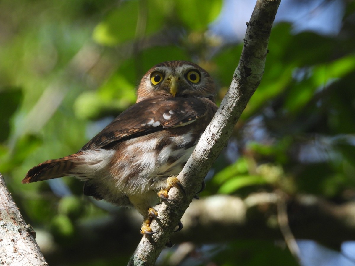 Ferruginous Pygmy-Owl - Edward Jordan