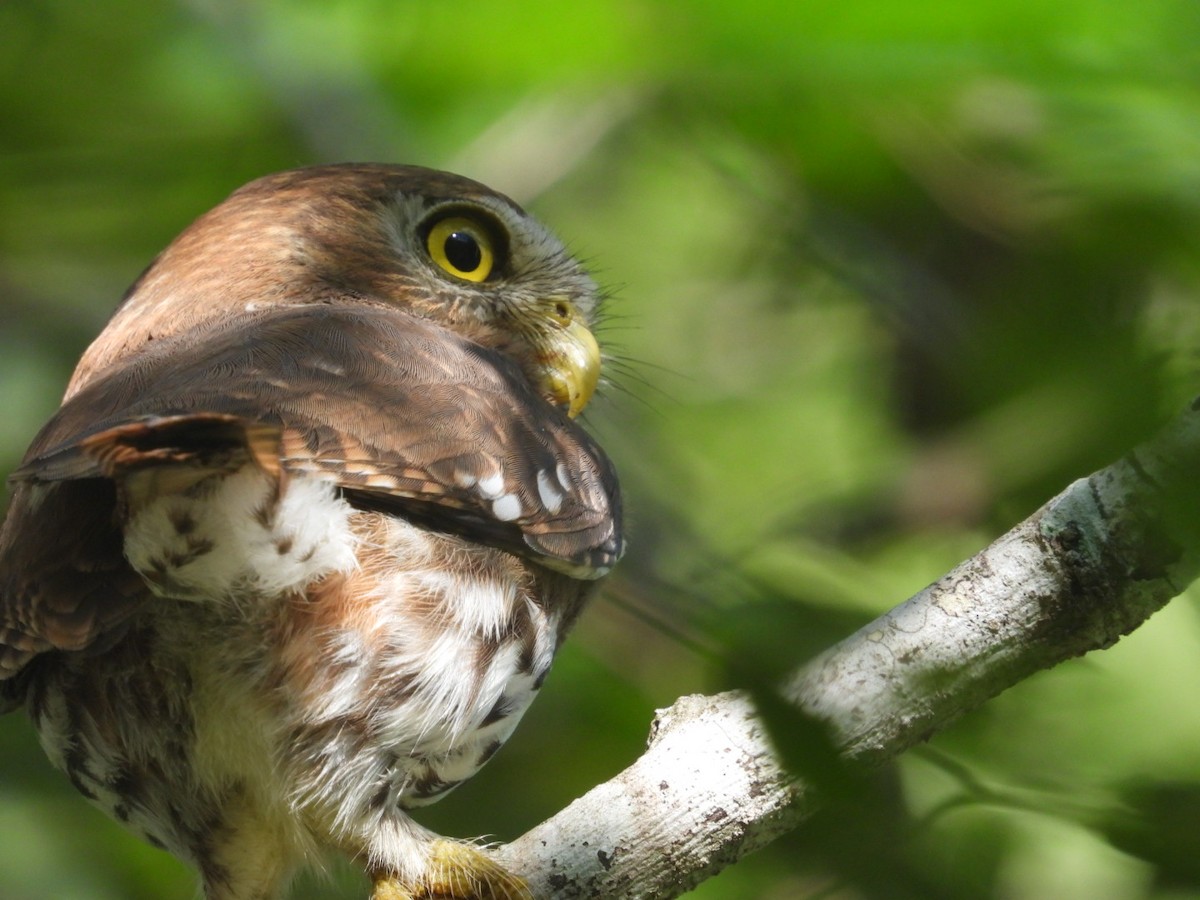 Ferruginous Pygmy-Owl - ML612162039