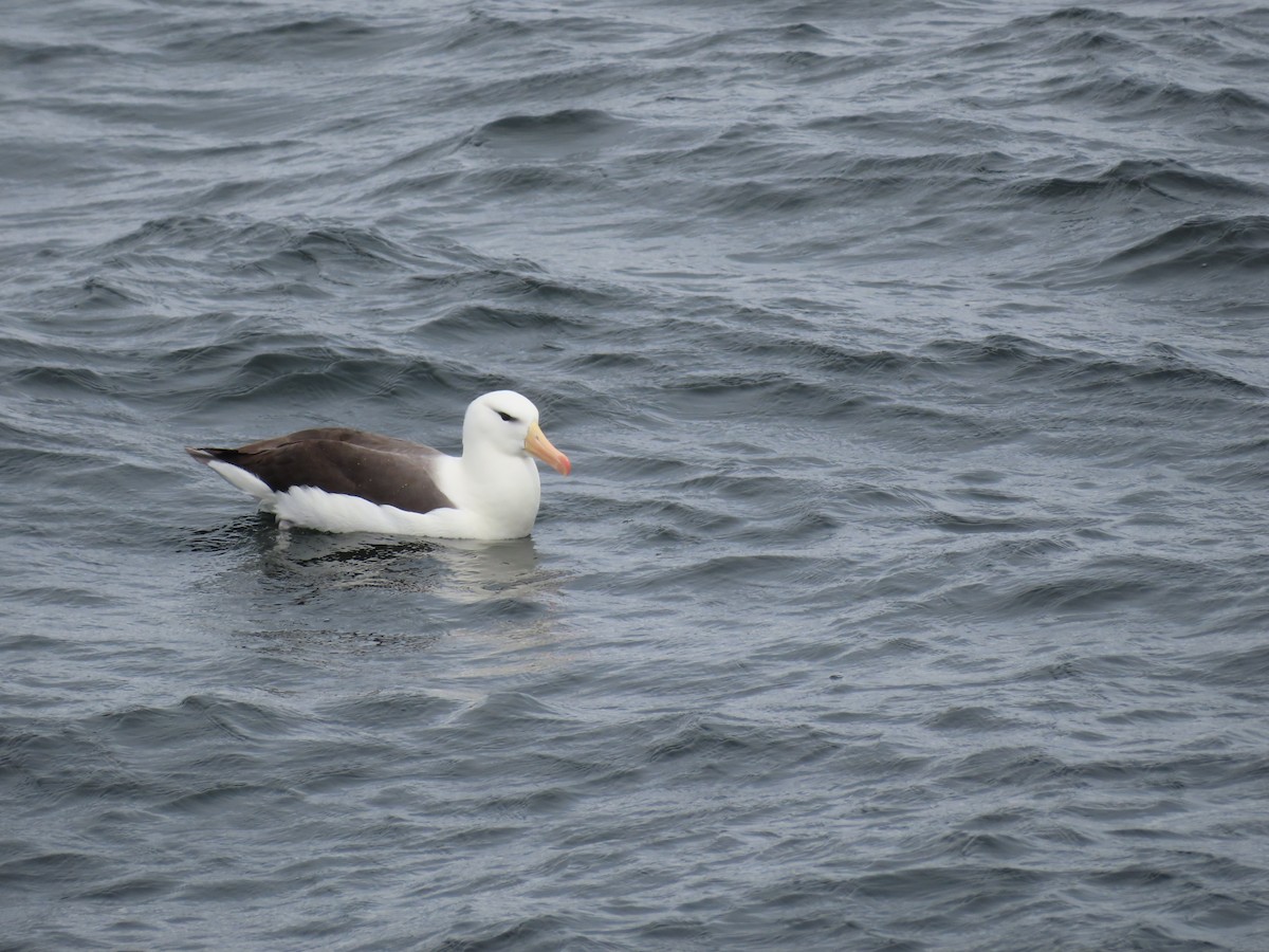 Чернобровый альбатрос - ML612162043