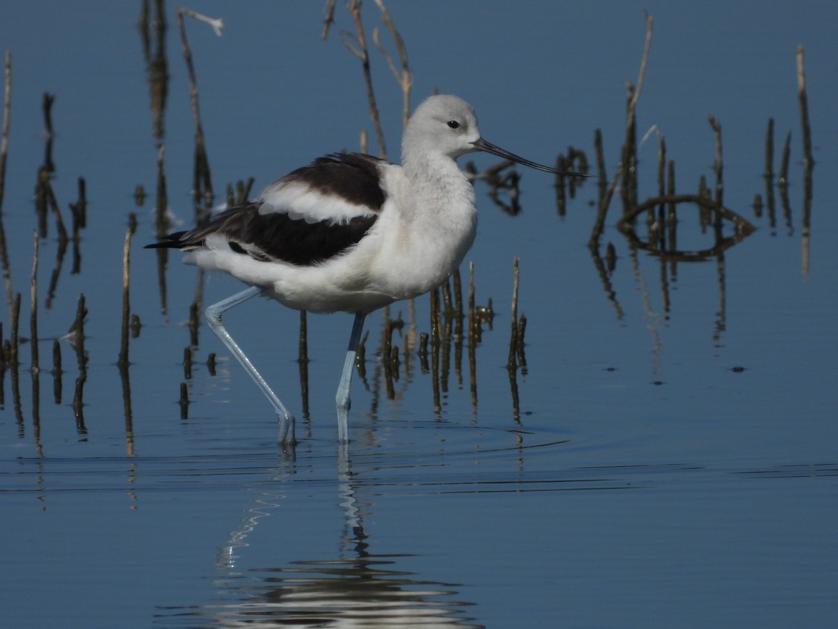 American Avocet - ML612162100