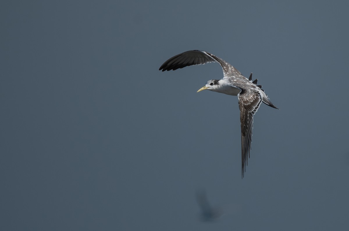 Great Crested Tern - ML612162124