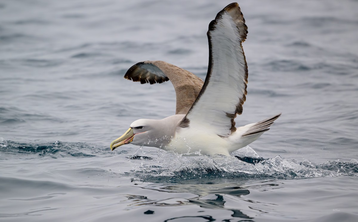 Salvin's Albatross - ML612162149