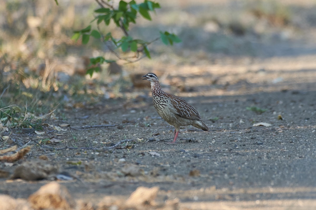 Crested Francolin - ML612162186