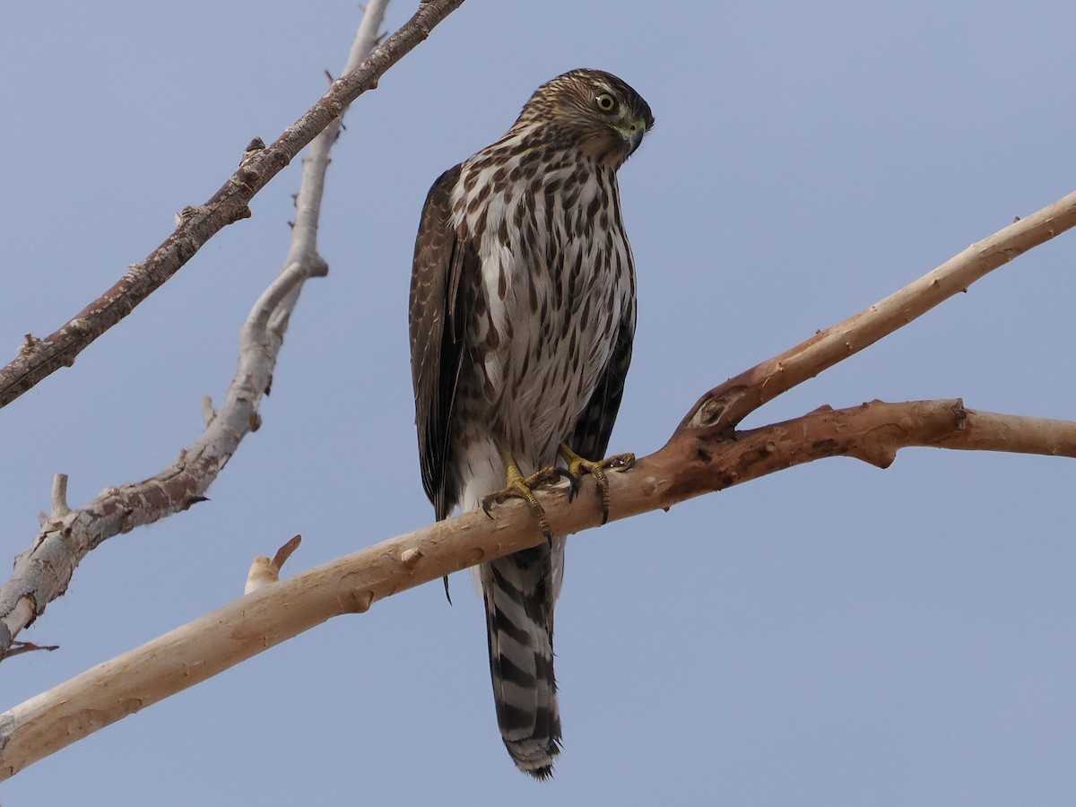 Cooper's Hawk - ML612162237