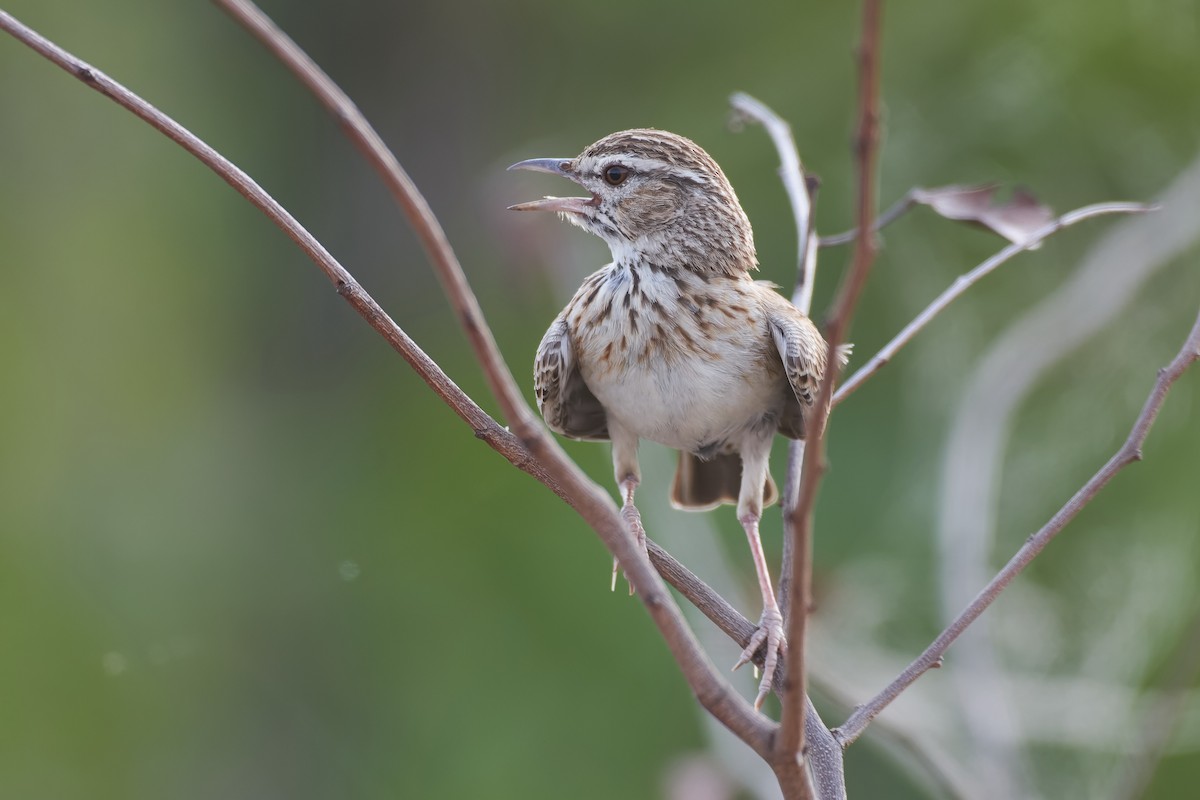 Sabota Lark - Santiago Caballero Carrera