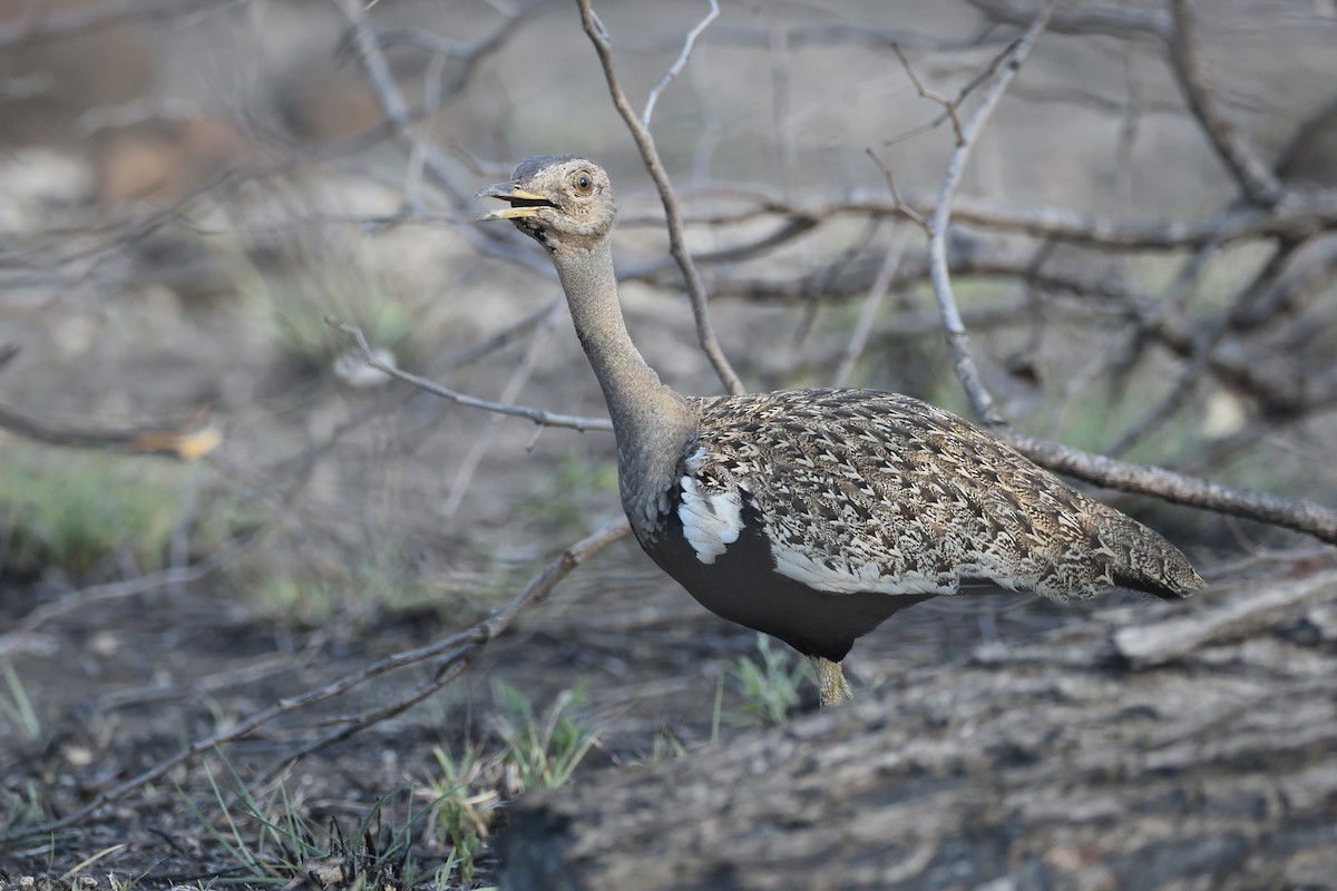 Red-crested Bustard - ML612162327