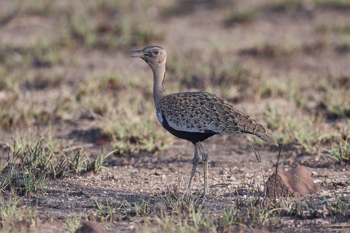 Red-crested Bustard - ML612162328