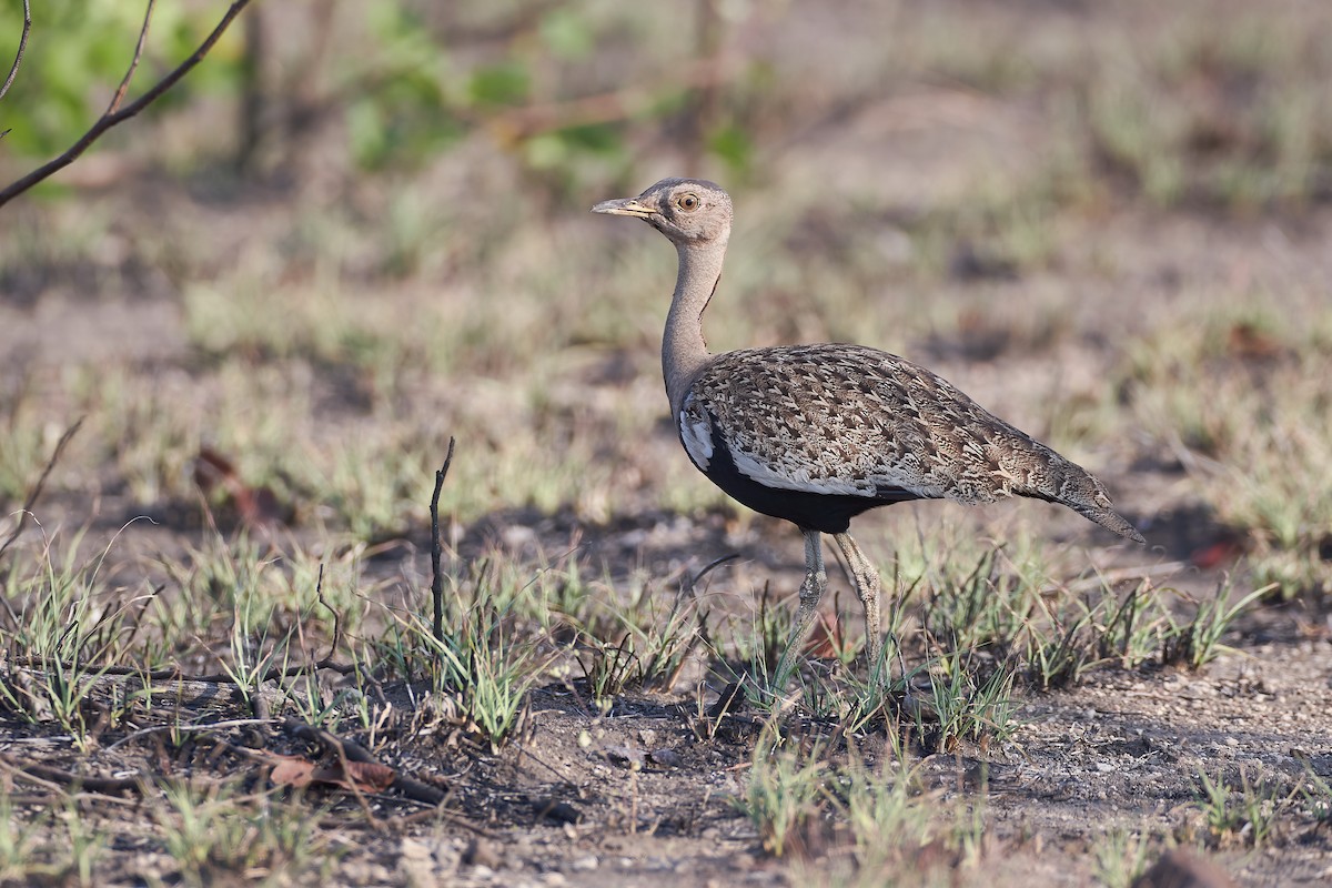 Red-crested Bustard - ML612162330