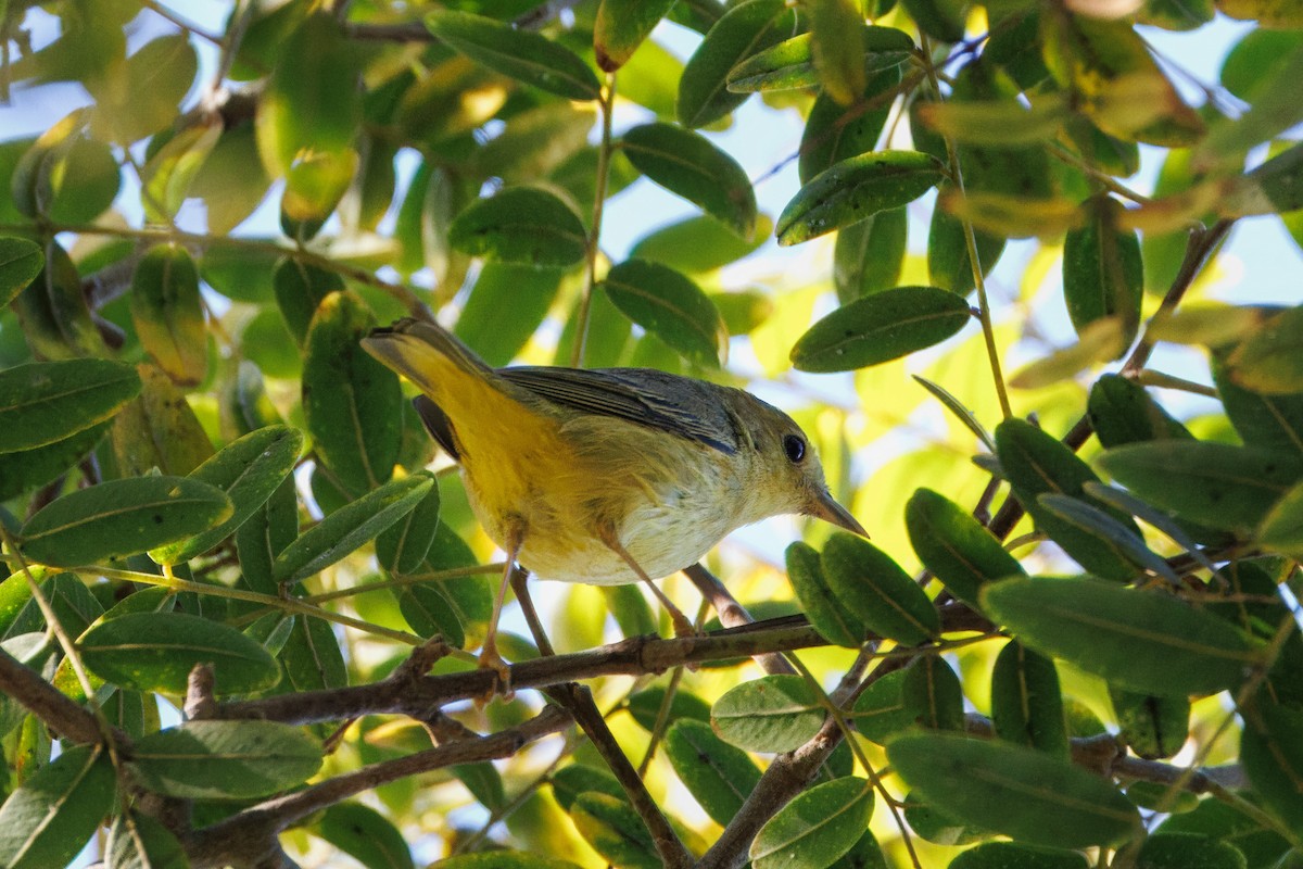 Paruline jaune (groupe aestiva) - ML612162369
