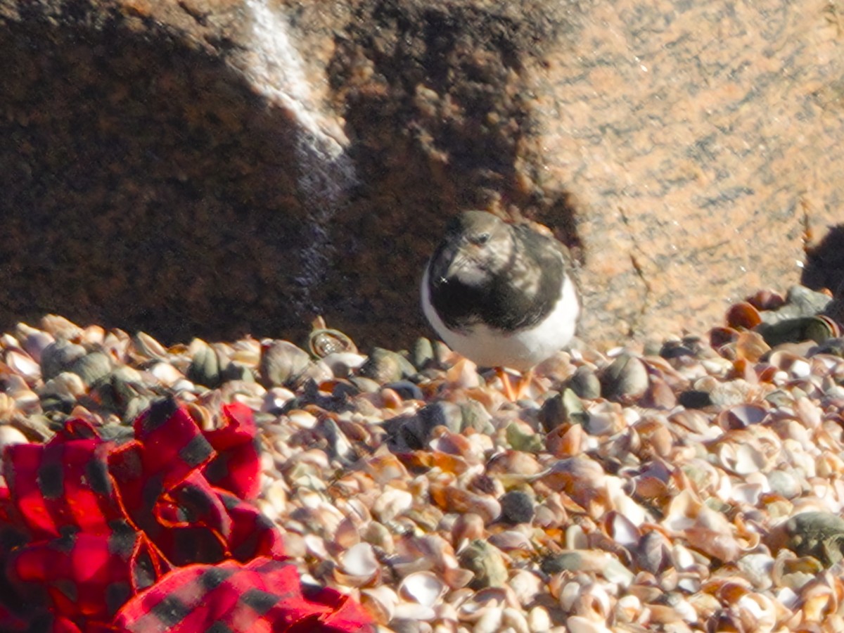 Ruddy Turnstone - ML612162379