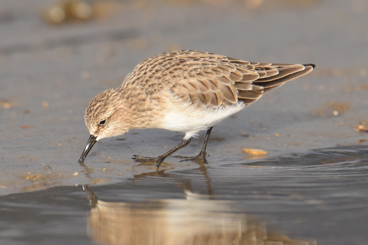 Baird's Sandpiper - ML612162392