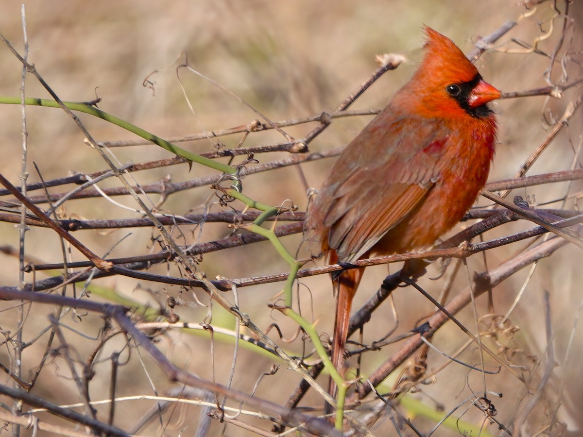 Northern Cardinal - ML612162405