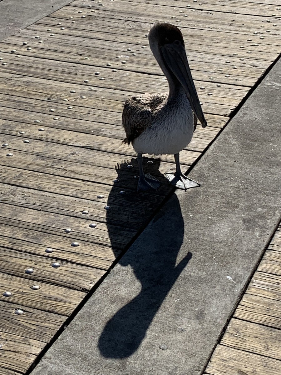 Brown Pelican - ML612162489