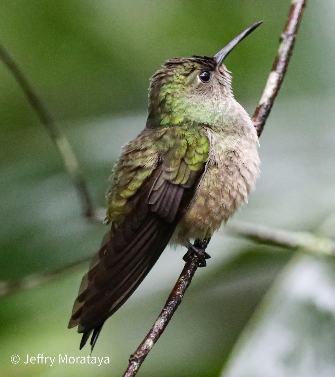 Scaly-breasted Hummingbird - ML612162526