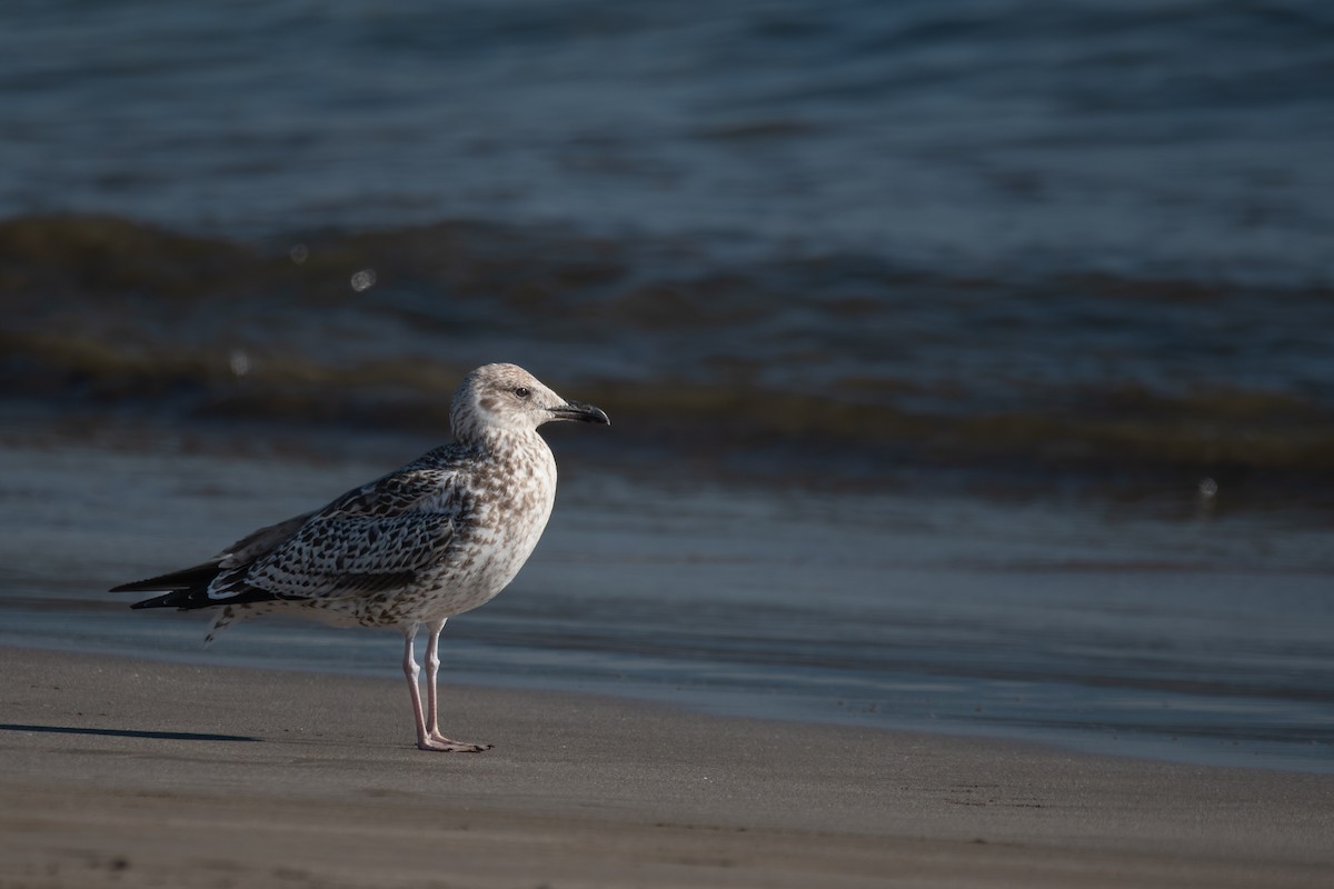 Lesser Black-backed Gull - ML612162557