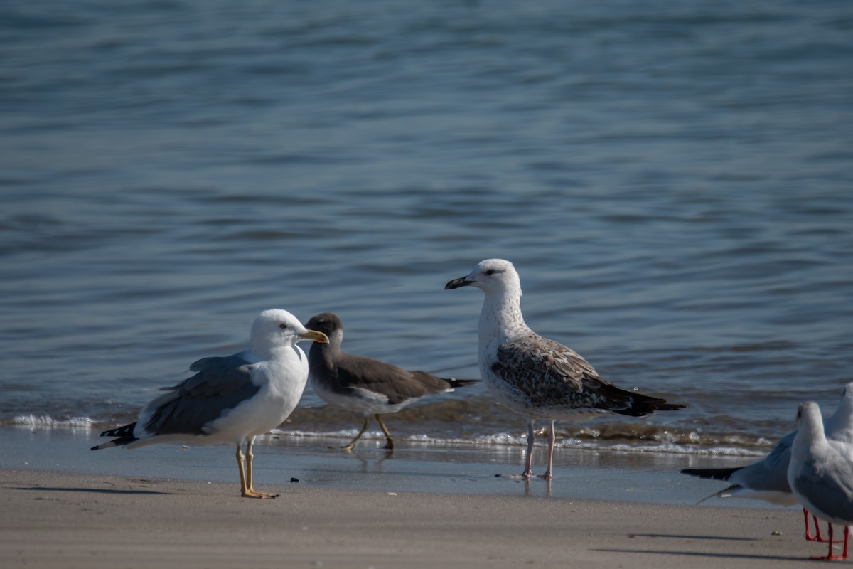 Lesser Black-backed Gull (Steppe) - ML612162564